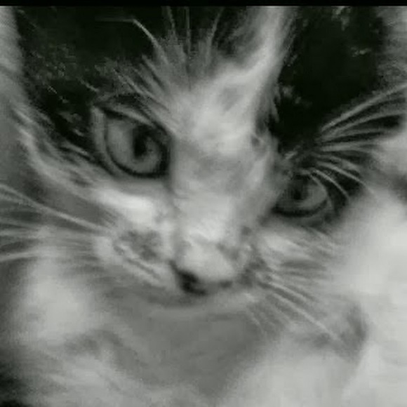 Meet your Posher, Camila - Picture 1 of 1